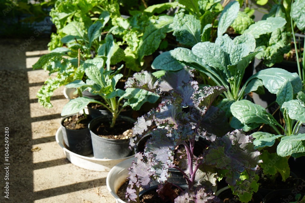 Group of purple Scarlet and Dino Kale in vegetable pots with morning light. Fresh homegrown, organic vegetables, raw food. Plant plot in urban farming. Nature background. Group of purple Scarlet and Dino Kale in vegetable pots with morning light. Fresh homegrown, organic vegetables, raw food. Plant plot in urban farming. Nature background.