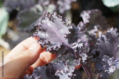 Hand holing on purple Scarlet Kale with morning light. Fresh homegrown, organic vegetables, raw food. Plant plot in urban farming. Nature background.