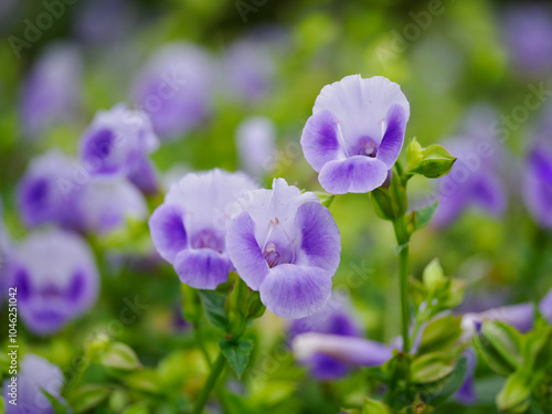 花壇の美しい青紫のトレニア photo