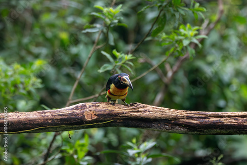 A Collared Aracari in Costa Rica photo