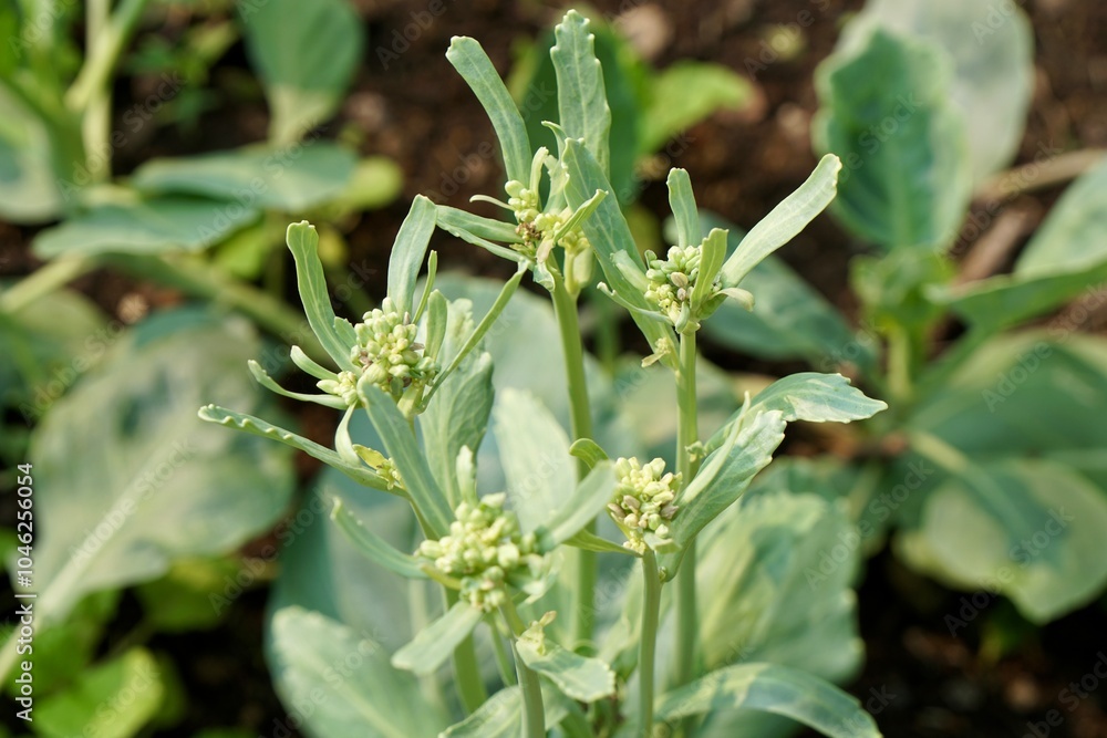 Flower of Chinese kale or Chinese broccoli in plant plot with morning light. Fresh homegrown, organic vegetables, raw food. Home gardening or urban farming. Nature background. Flower of Chinese kale or Chinese broccoli in plant plot with morning light. Fresh homegrown, organic vegetables, raw food. Home gardening or urban farming. Nature background.