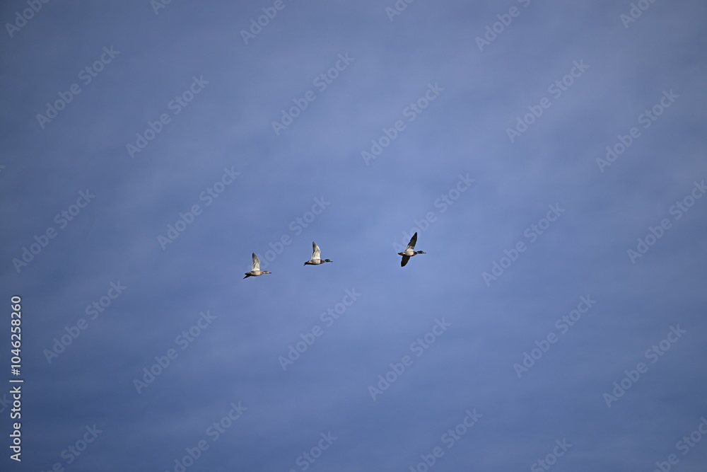Obraz premium birds in flight, mallard