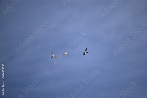 birds in flight, mallard