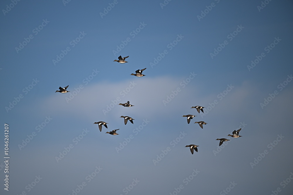 Fototapeta premium birds in flight, American wigeon group