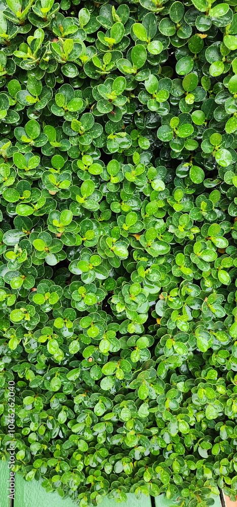 Fototapeta premium Green shrub: Circular ficus has dark green, round leaves with rounded tips and dew-wet. Ficus microcarpa L.f is shrub with light brown trunk and branches. All parts of tree contain thick white latex 