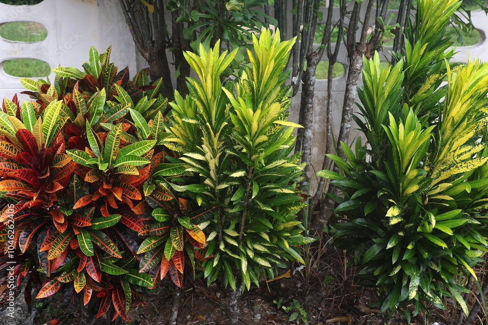 Obraz premium A bush with colorful leaves. Tropical croton plant (Codiaeum variegatum Croton, Lauriegated Laurel, Garden Croton, Orange Jessamine). Codiaeum Variegatum (L.) Blume is in the Euphorbiaceae family. 
