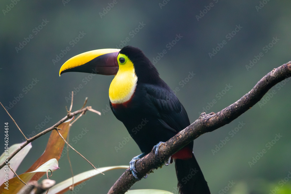 Fototapeta premium A Yellow-throated Toucan in Costa Rica
