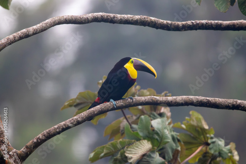 A Yellow-throated Toucan in Costa Rica photo