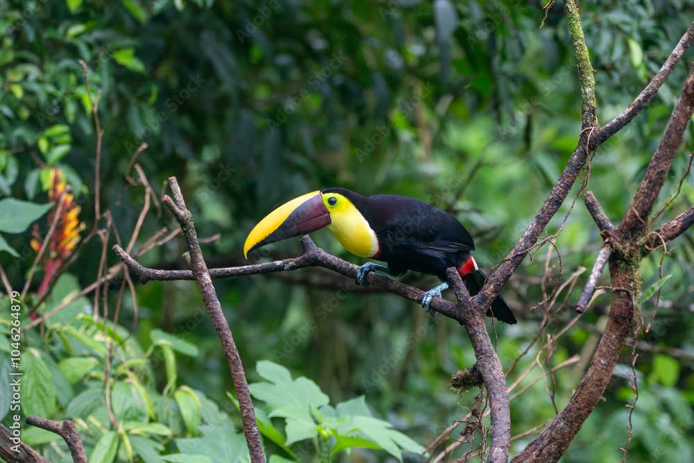 Fototapeta premium A Yellow-throated Toucan in Costa Rica