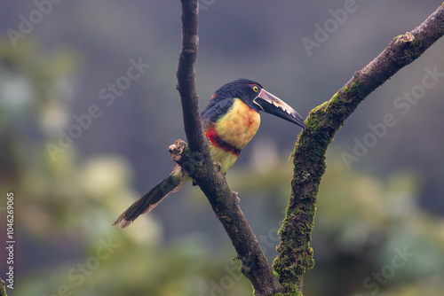 Collared Aracari in Costa Rica photo