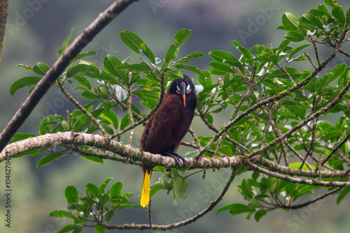 An Oropendola in Costa Rica photo