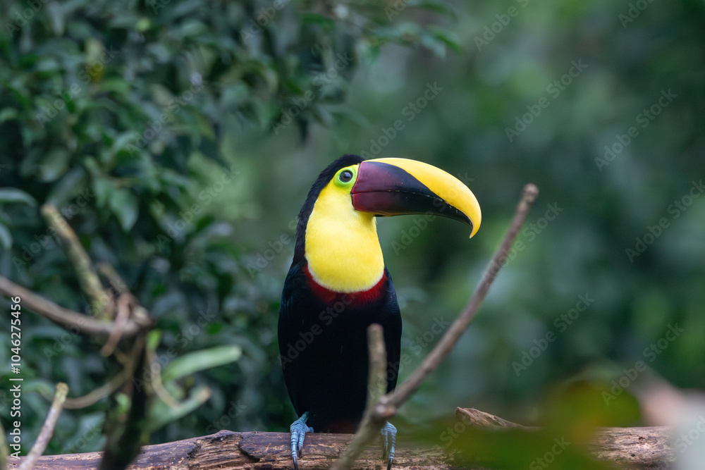 Fototapeta premium A Yellow-throated Toucan in Costa Rica