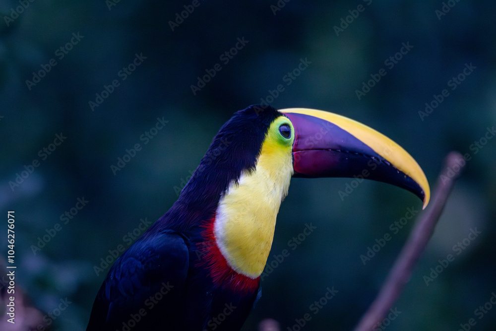 Fototapeta premium A Yellow-throated Toucan in Costa Rica