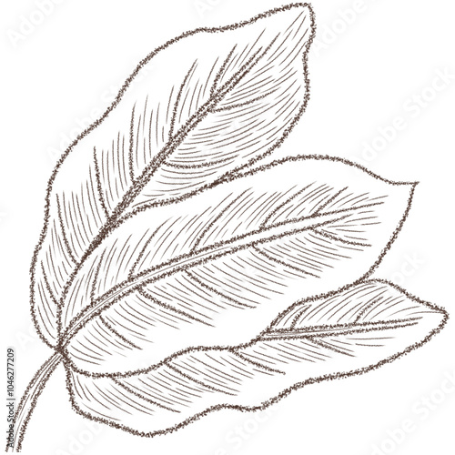 line art of cacao leaf. .hand drawn florel element