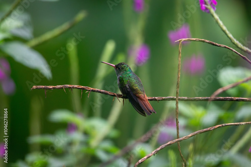 A Rufous-tailed Hummingbird in Costa Rica photo