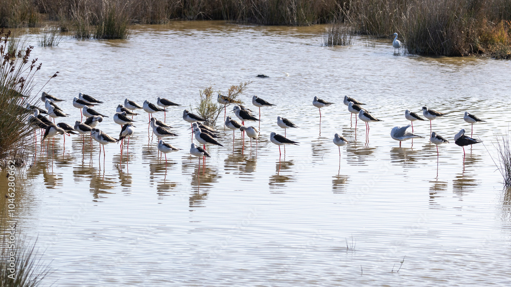 Etwa 45 Stelzenläufer stehen im Flachwasserbereich an einer Schilfzone im N2000 Schutzgebiet Albufera auf Mallorca Etwa 45 Stelzenläufer stehen im Flachwasserbereich an einer Schilfzone im N2000 Schutzgebiet Albufera auf Mallorca