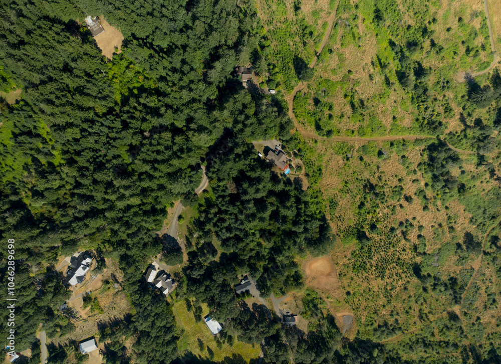 A forest with a few houses in the background A forest with a few houses in the background