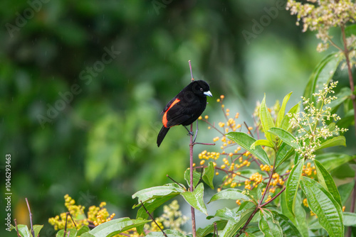 A Scarlet-rumped Tanager in Costa Rica photo