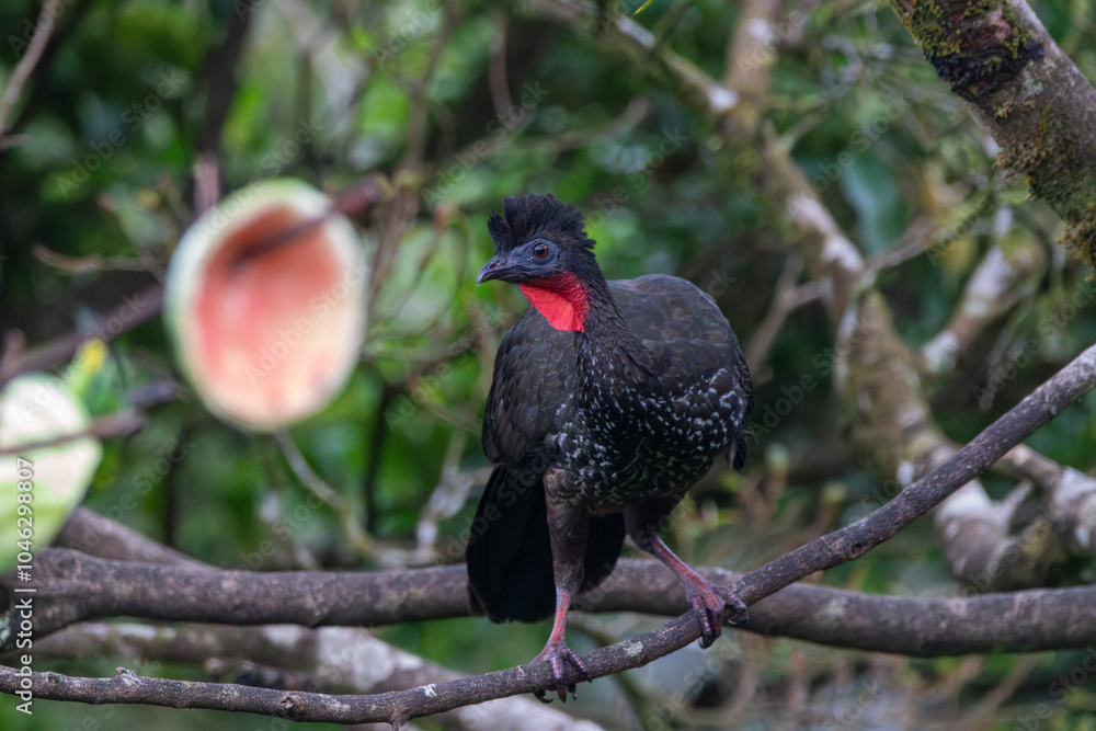 Obraz premium A Crested Guan in Costa Rica