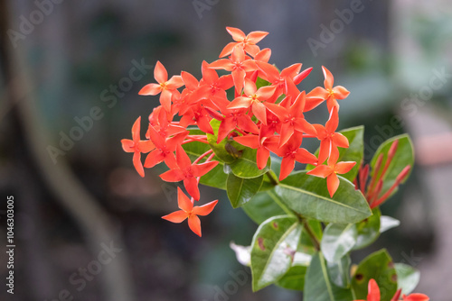 Beautiful red jungle geranium (Ixora coccinea) flower blooming in the garden. photo