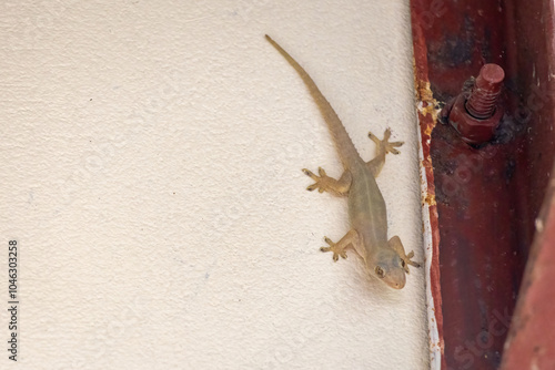 A lizard is on the outdoor wall of the house. photo