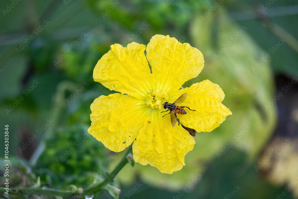A busy bee gathers pollen from the beautiful yellow flower of a sponge gourd plant in the vegetable garden. A busy bee gathers pollen from the beautiful yellow flower of a sponge gourd plant in the vegetable garden.