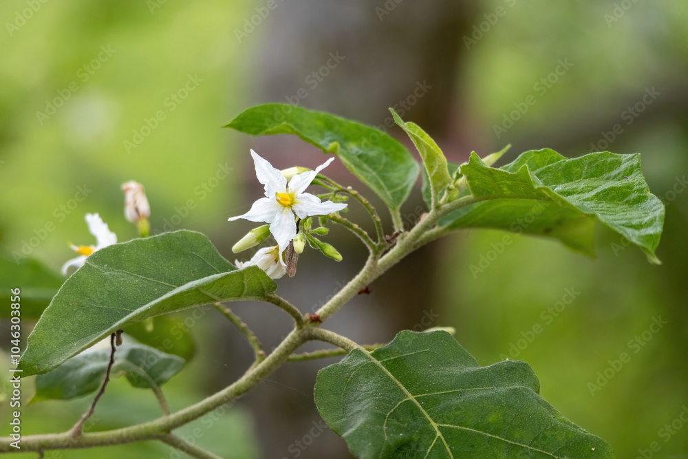 Turkey berry (Solanum torvum) flowers are blooming along the roadside in a village in Bangladesh. Locally, it's known as Tit begun.