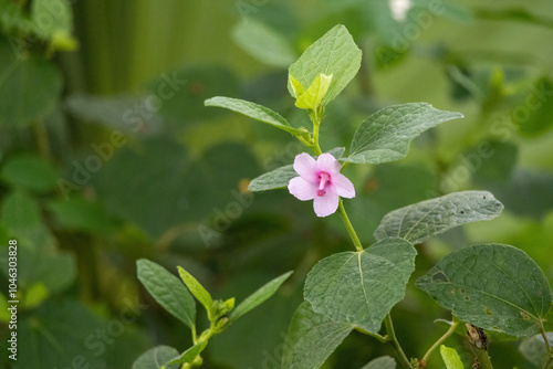 Beautiful Caesar Weed (Urena lobata) flowers bloom along village roads in Bangladesh. It's also known as Congo jute, Bur mallow, Hibiscus burr, Pink burr, Pink Chinese burr, or Urena burr.