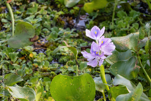 Blooming water hyacinth flower on the surface of the lake. photo