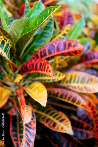 Codiaeum Variegatum (Garden croton or Variegated croton) Foliage with flowers, Croton leaves on brach