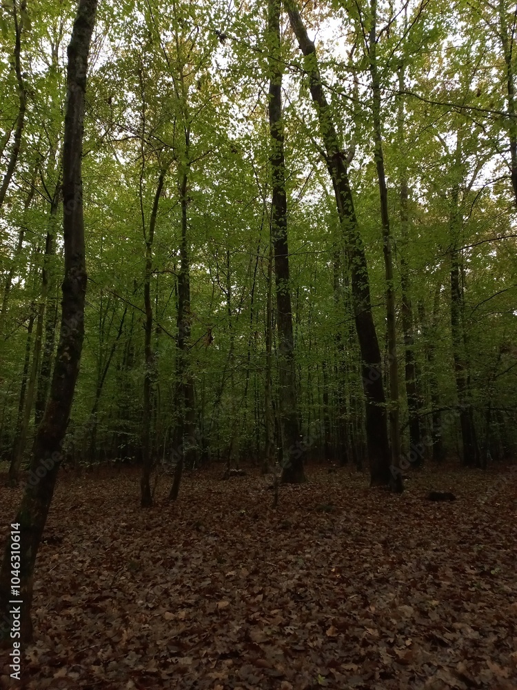 Obraz premium footpath in the forest