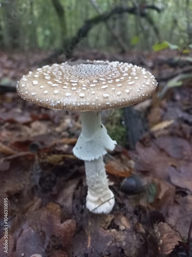 Forest toxic fungi photo