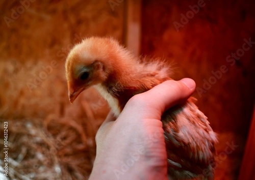 Holding a Small Yellow Chick: A Touch of Care and Compassion
