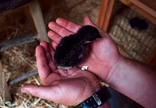 Strong Hands Gently Cradling a Small Chick: Symbol of Care and Nurturing