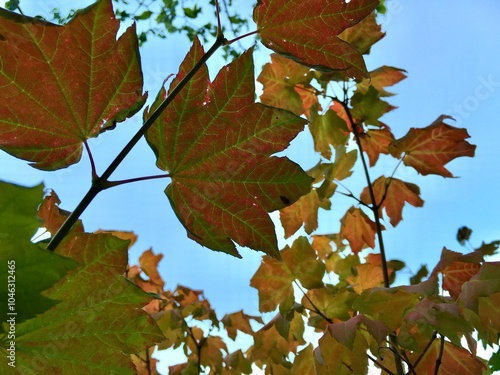 Vibrant Fall Maple Leaves Against a Clear Blue Sky: Autumn's Colorful Masterpiece 