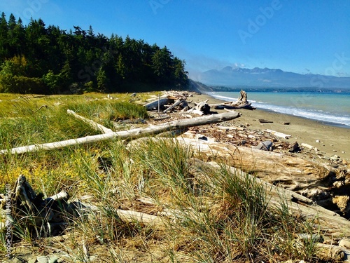 Serene Beachscape with Abundant Driftwood: Nature's Coastal Treasures