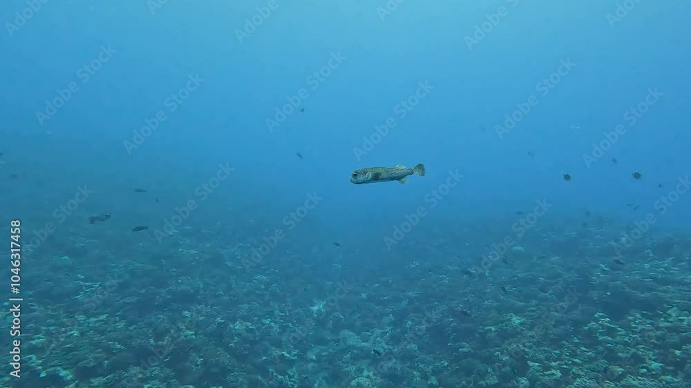 A solo pufferfish swimming with flapping fins over coral reef during a scuba diving trip on tropical island of Moorea, French Polynesia, South Pacific A solo pufferfish swimming with flapping fins over coral reef during a scuba diving trip on tropical island of Moorea, French Polynesia, South Pacific