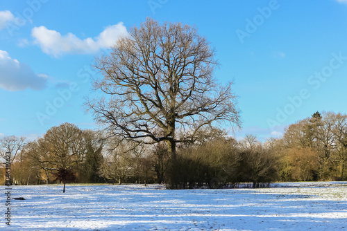 Wallpaper Mural Winter scene in a park in the UK, a frosty snowy start with blue skies. Torontodigital.ca