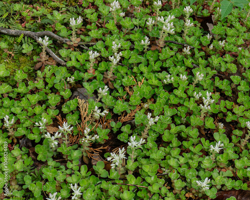 Woodland stonecrop, Sedum ternatum. Close-up of the succulent, light-green leaves and white pointed flowers. Natural, wild habitat - a moist rocky woodland in TN. Native to Eastern US. Horizontal.