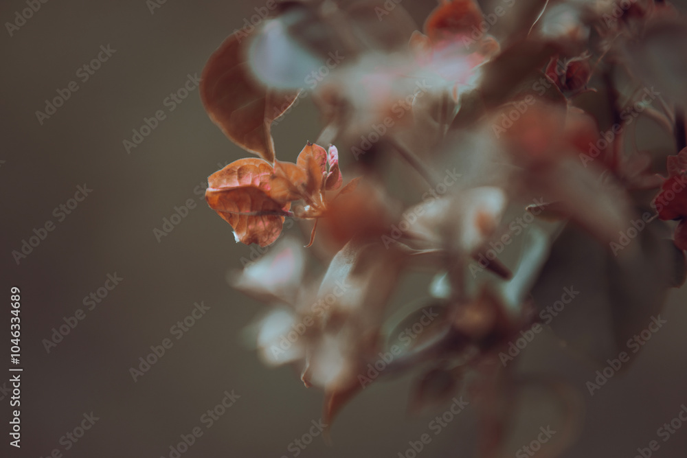 spring young shoots leave and beautiful red flowers of bougainvillea with blurred background. (paper flower) spring young shoots leave and beautiful red flowers of bougainvillea with blurred background. (paper flower)