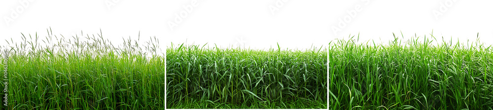Set of a green grass field panorama, with lush blades and natural landscape details, isolated on transparent background. Set of a green grass field panorama, with lush blades and natural landscape details, isolated on transparent background.