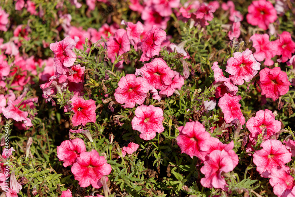 A bunch of pink flowers with white spots A bunch of pink flowers with white spots