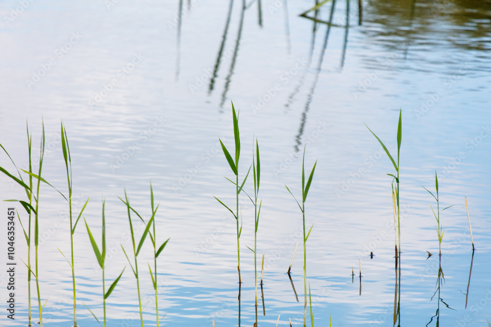 A group of green plants are floating on the surface of a body of water A group of green plants are floating on the surface of a body of water