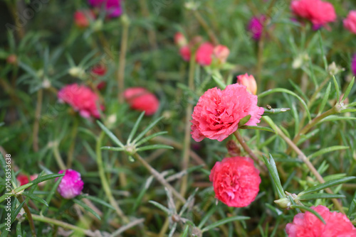 Portulaca grandiflora or moss rose purslane flower closeup, Closeup pink moss rose purslane (portulaca grandiflora) flowers in garden tropical, delicate dreamy of beauty of nature with green leaves