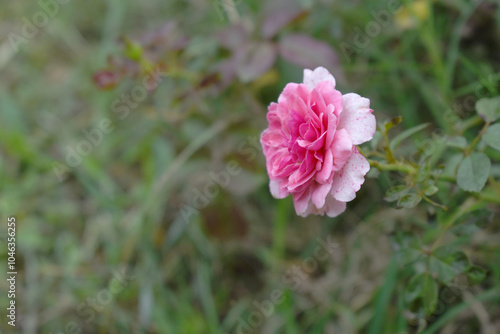 Wallpaper Mural Beautiful pink rose flower closeup in garden, A very beautiful rose flower bloomed on the rose tree, Rose flower, bloom flowers, Natural spring flower,  Nature Torontodigital.ca