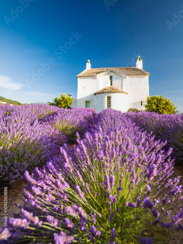 Low angle view over blossoming purple lavender field with a white house in the background, in Provence - France