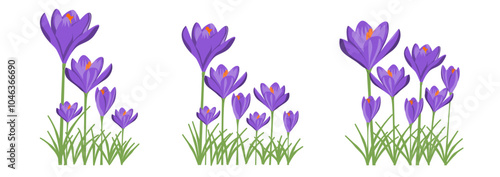Set of Graphic Crocus Flower Vector. Arrangement Flower Garden. Suitable for Wal Art, Card, Decoration Card 