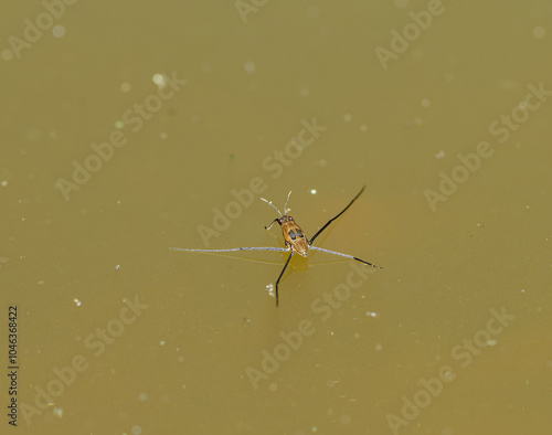 common pond skater (Gerris lacustris) on water surface photo