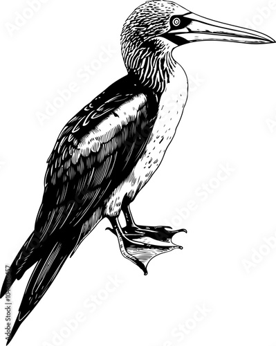 Black and white line art illustration of a blue-footed booby bird with a long beak.