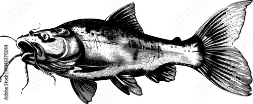 Detailed black and white illustration of a catfish swimming.